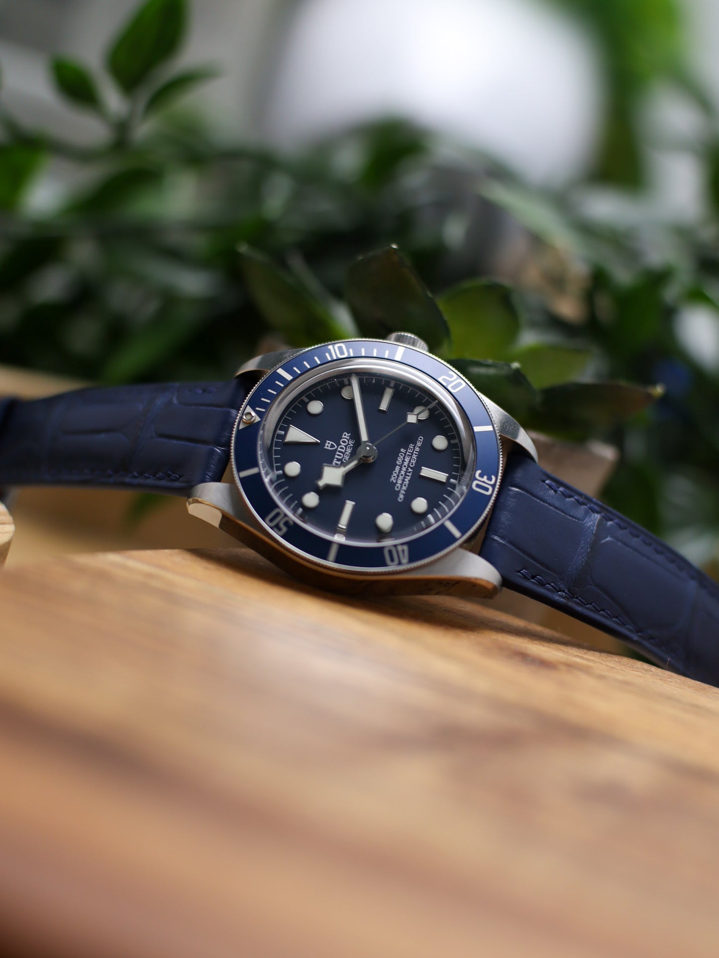 Matte Navy Blue Alligator Hallmark Strap